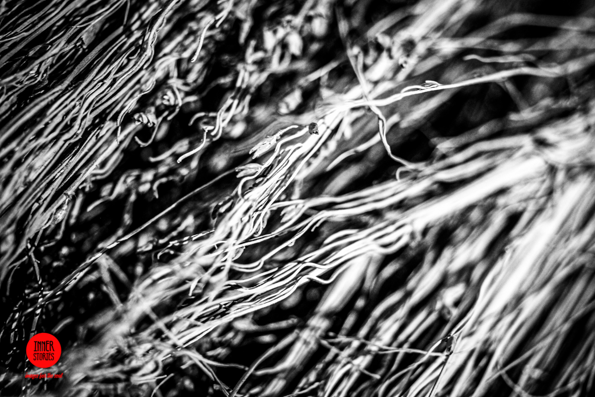 aranciaia abstract-37